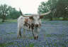 Texas Photos