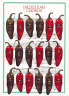 Jalapenos and music Christmas Card